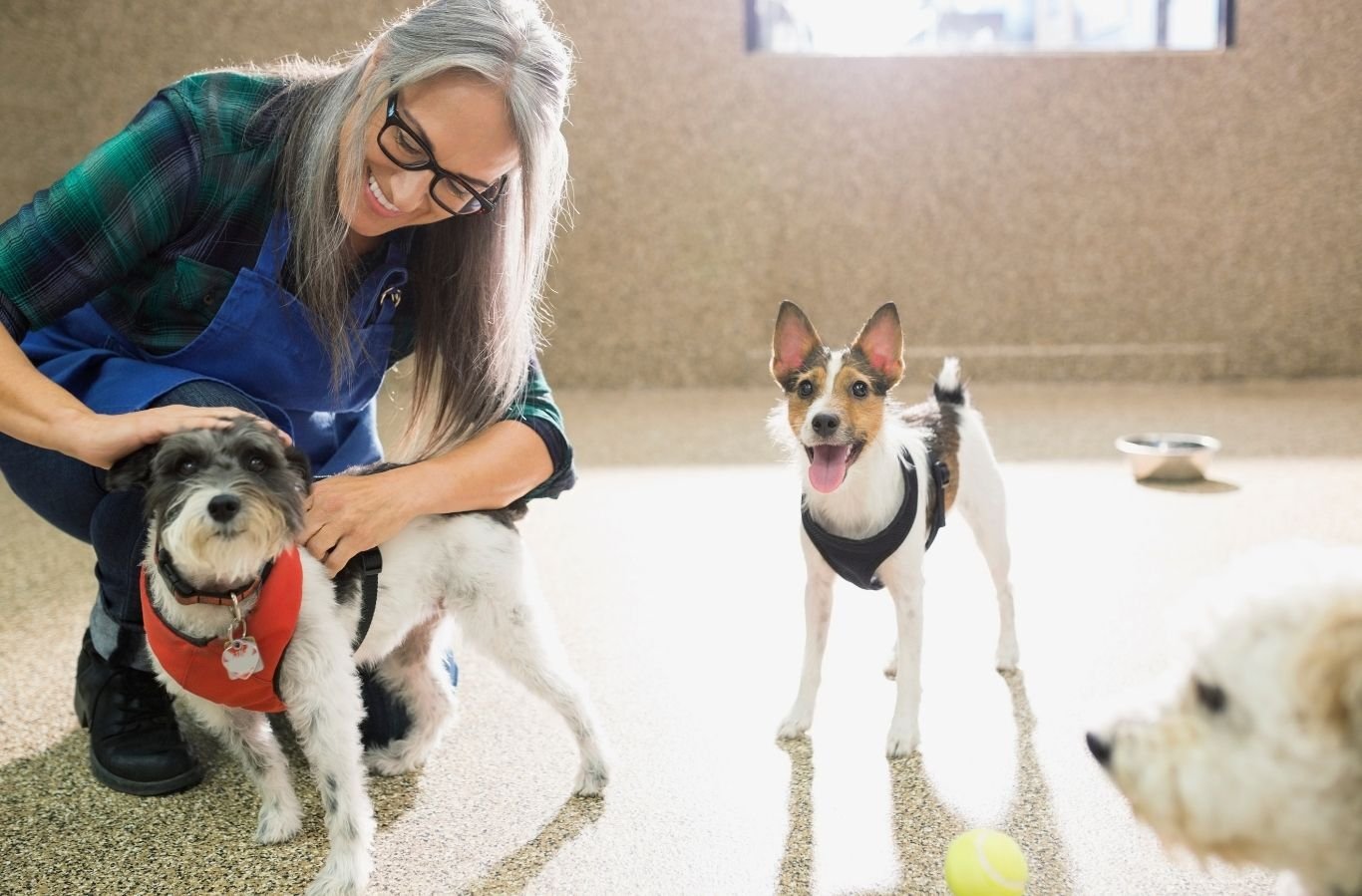 Listing Image - Pet Daycare